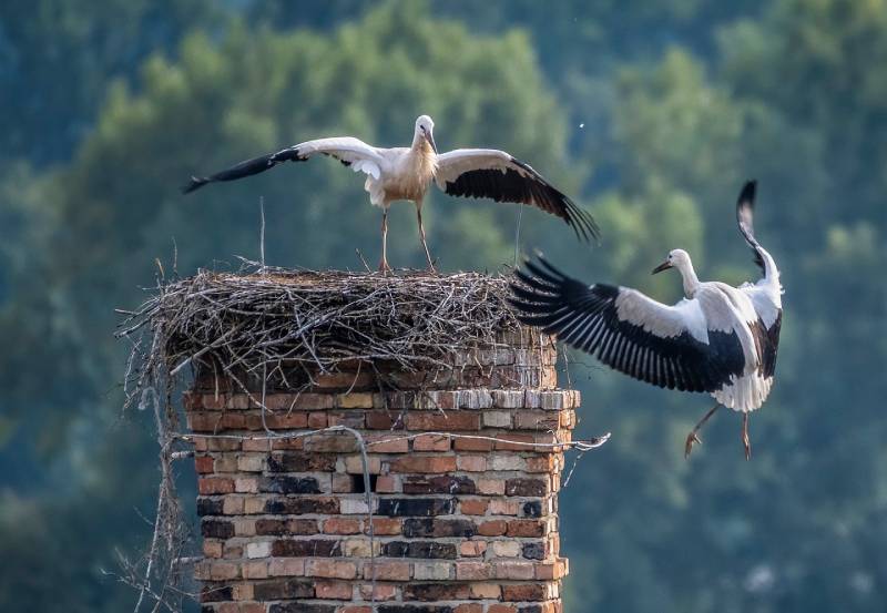 Professional Chimney Animal Removal Services in Cooper City, Florida