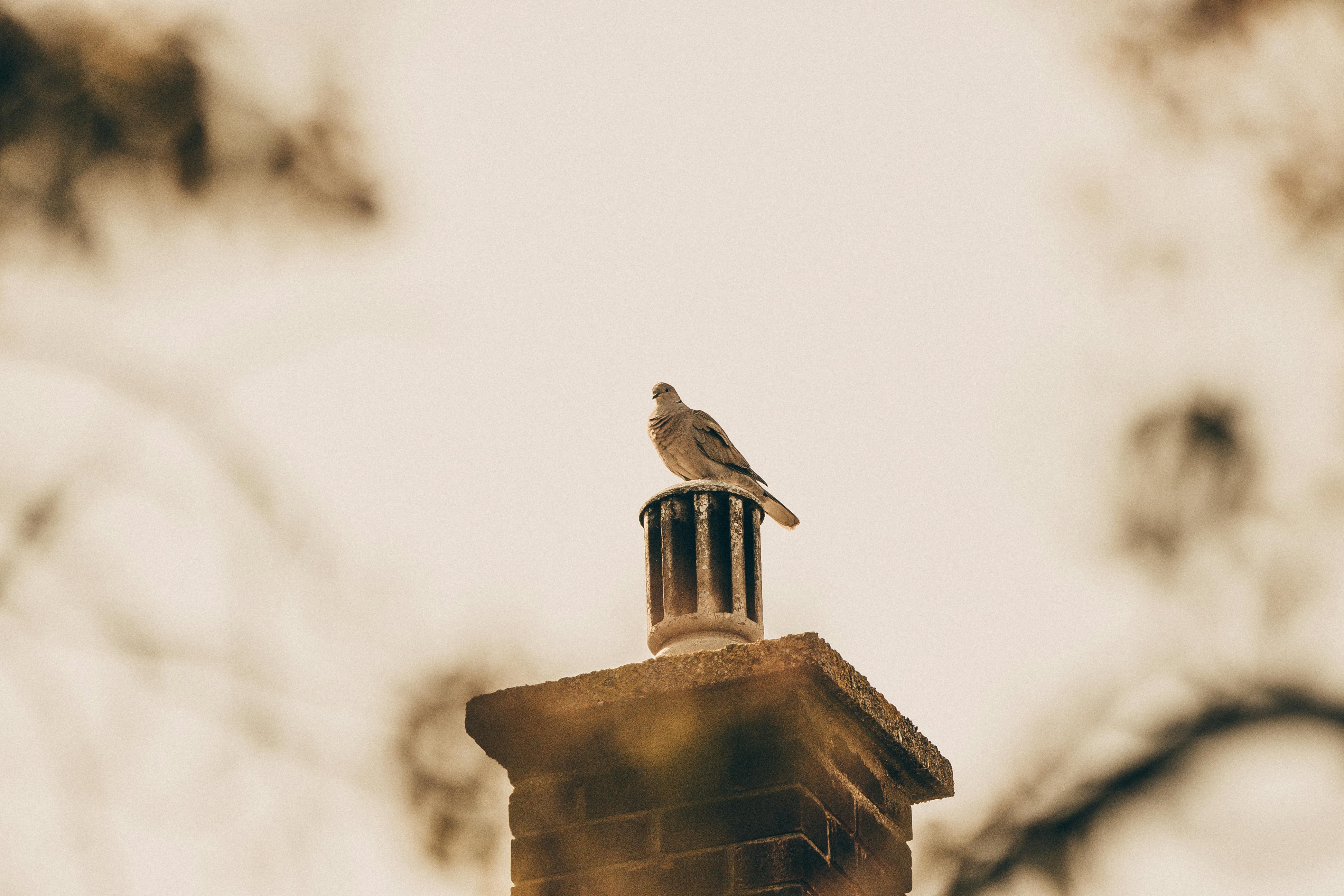 Expert Chimney Cap Installation in Cooper City, Florida